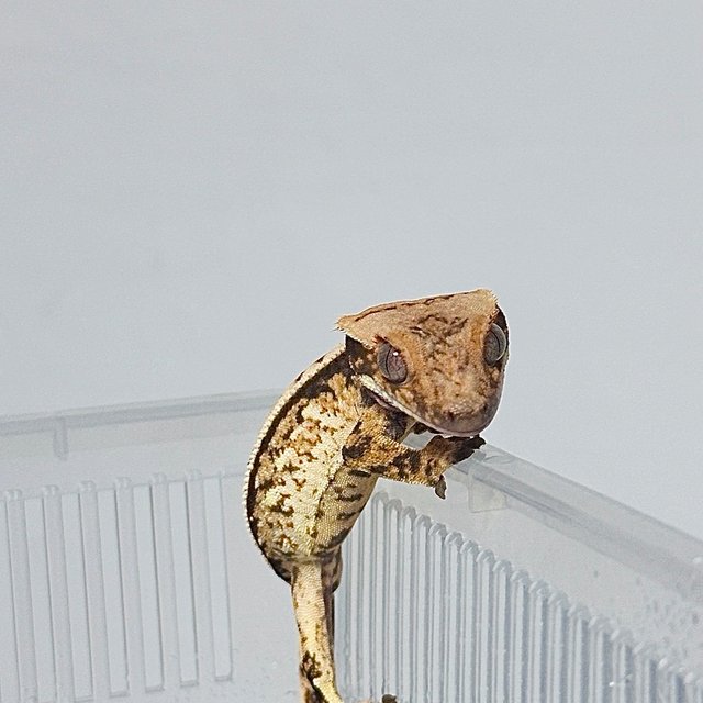 Drippy White Spot Quad Normal