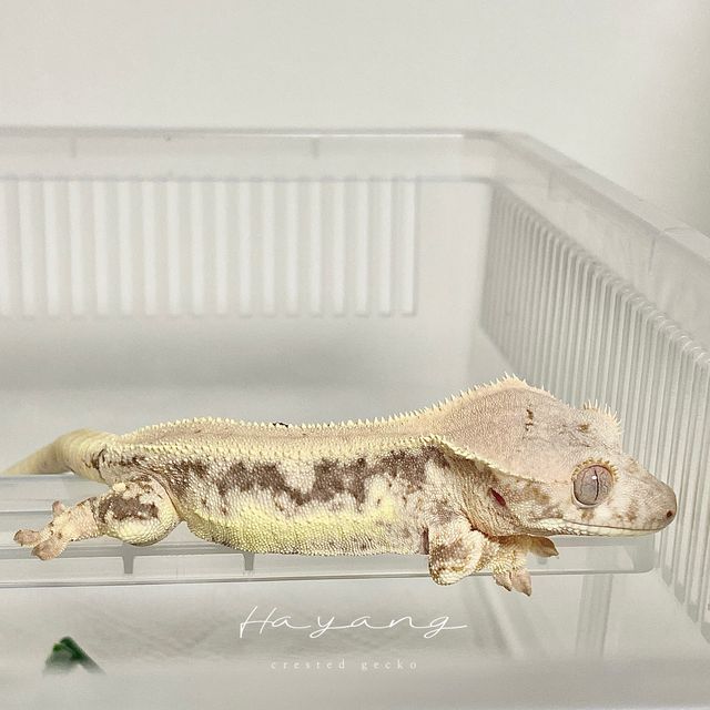 풀핀 릴리화이트