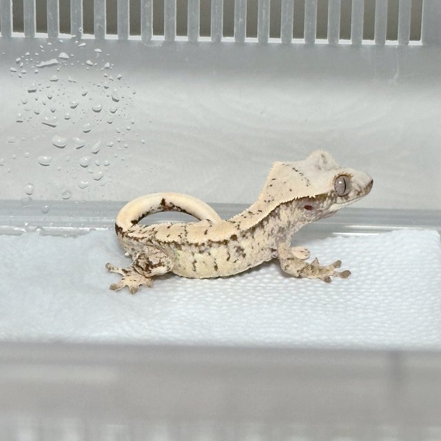 Drippy White Spot Normal Quad