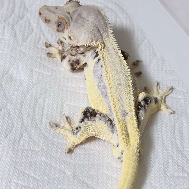 Lilly White