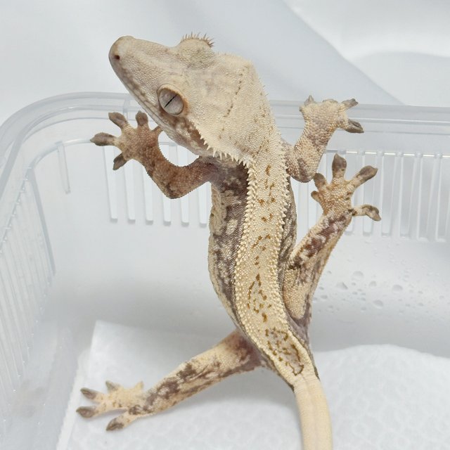 노멀 풀핀 쿼드