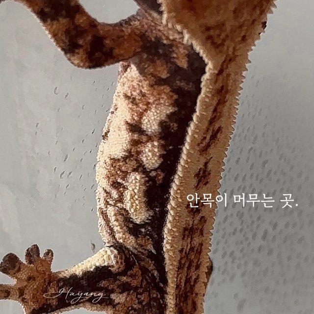 Normal Full Pinstripe Quad