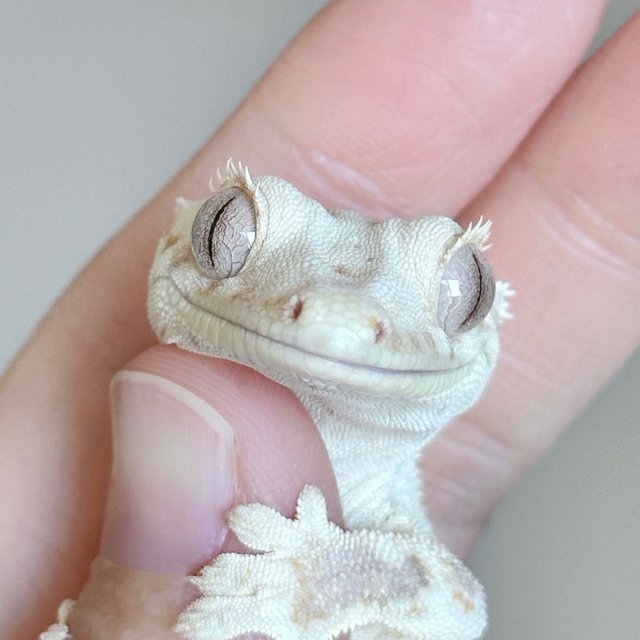 릴리화이트 솔리드백