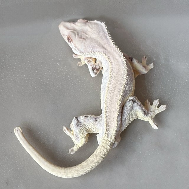 Solid Back Full Pinstripe Lilly White