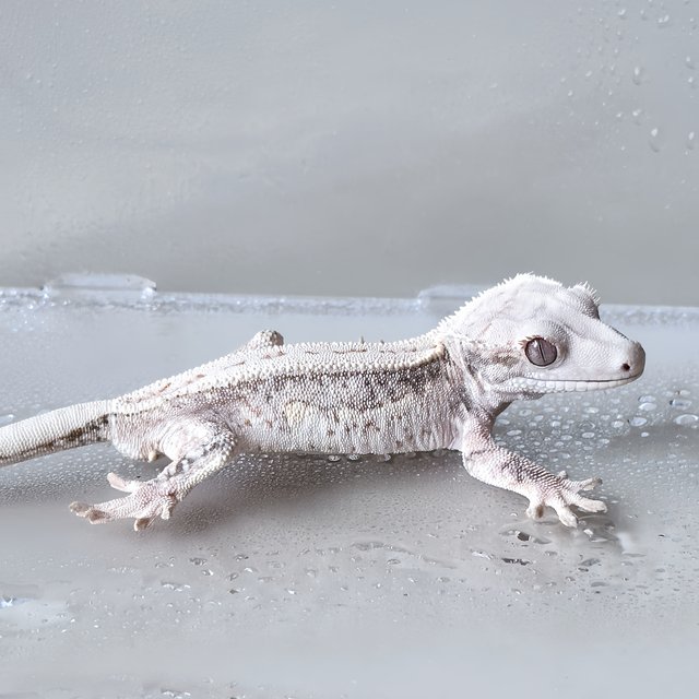 Normal Quad Full Pinstripe White Spot White Crown White Pin