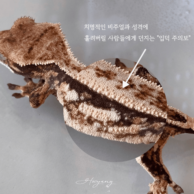 Normal Full Pinstripe Quad