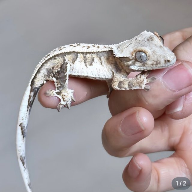 노멀 풀핀 트라이