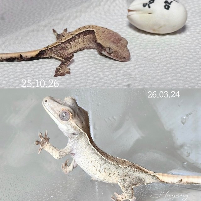 White Spot Quad Normal Drippy