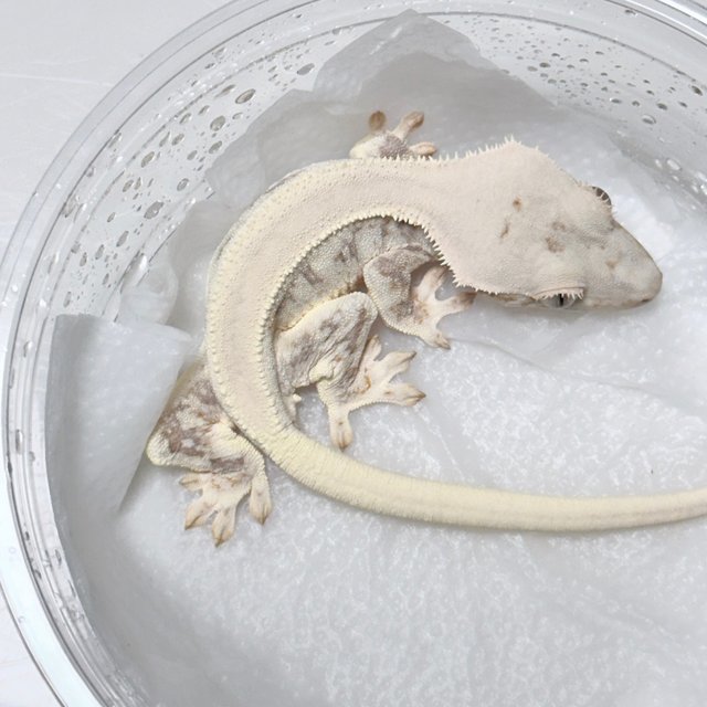 릴리화이트 솔리드백