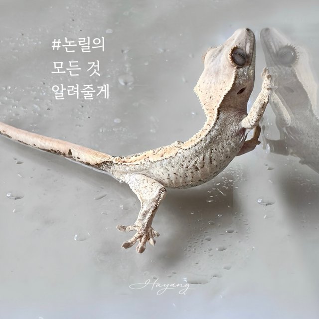 White Spot Quad Normal Drippy