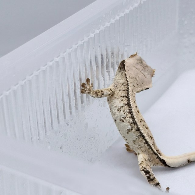 Normal Drippy Full Pinstripe White Spot White Crown White Pin