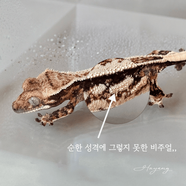 Normal Full Pinstripe Quad