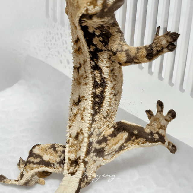 노멀 풀핀 드리피 쿼드