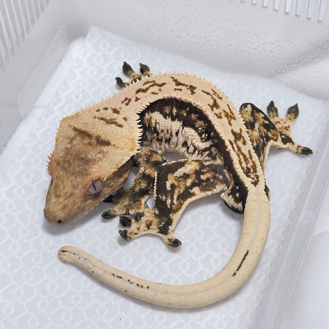 노멀 풀핀 쿼드