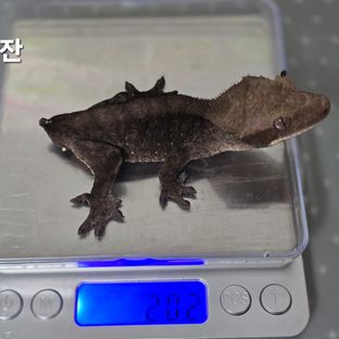 아잔틱