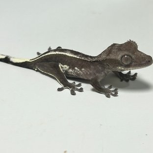 아잔틱