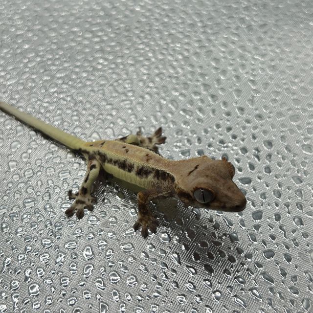 프라푸치노