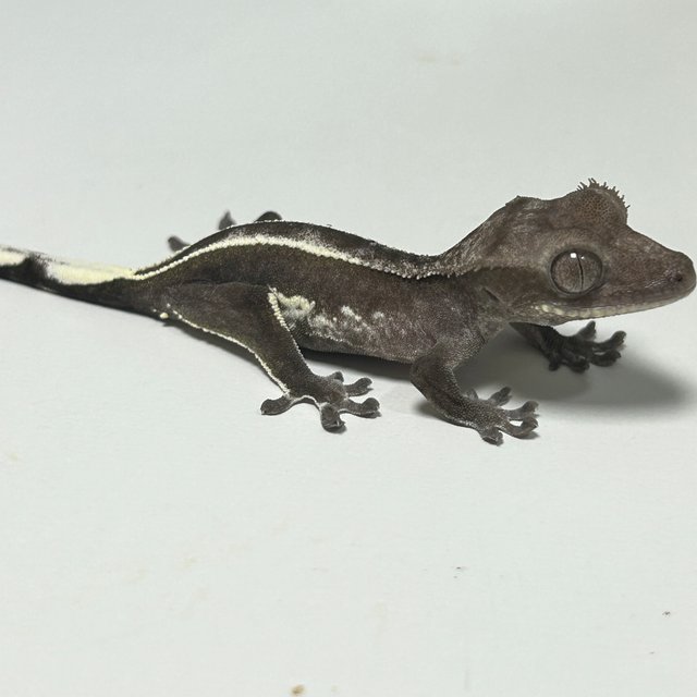 아잔틱