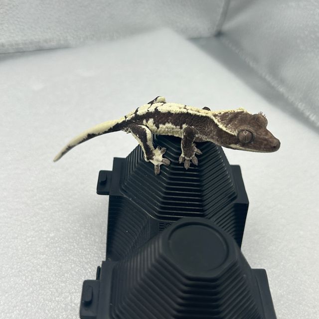 릴잔틱