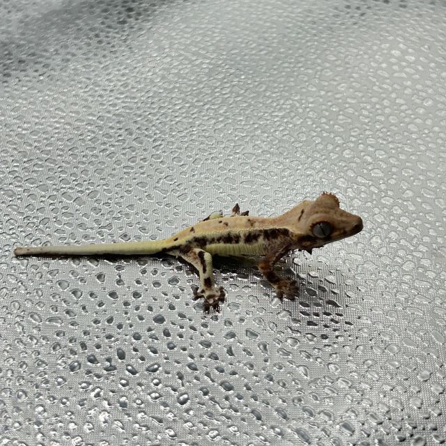 프라푸치노