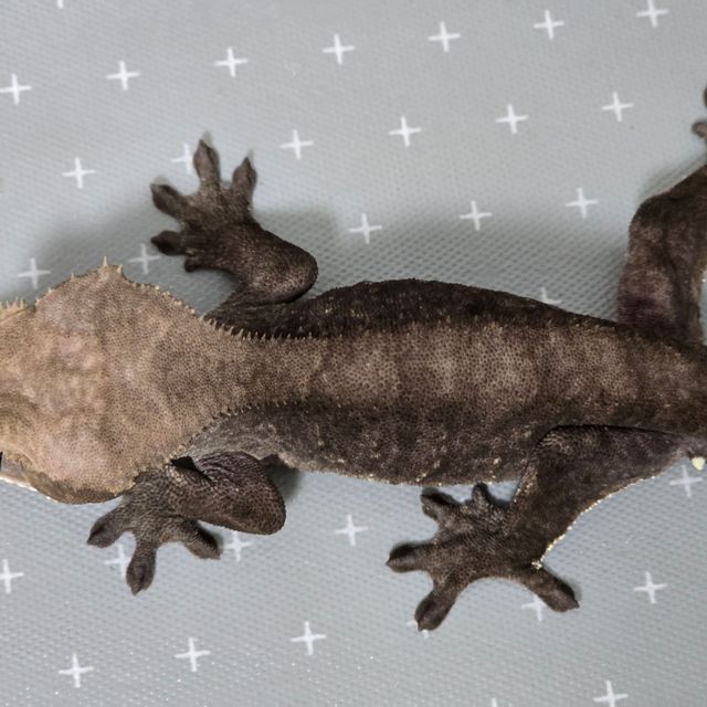 아잔틱