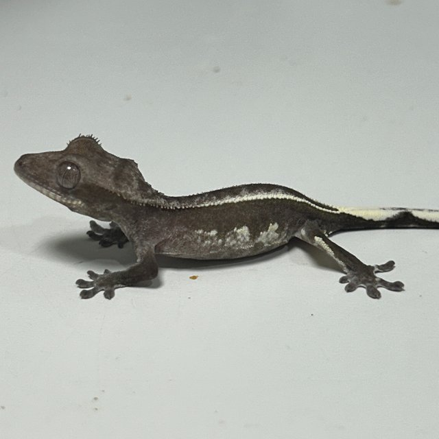 아잔틱