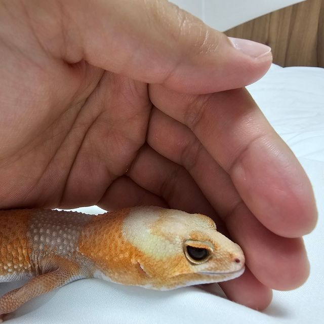 아멜라니스틱