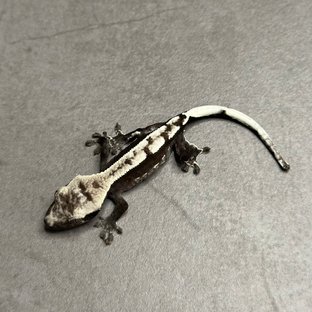 아잔틱