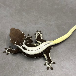 릴잔틱