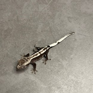 아잔틱