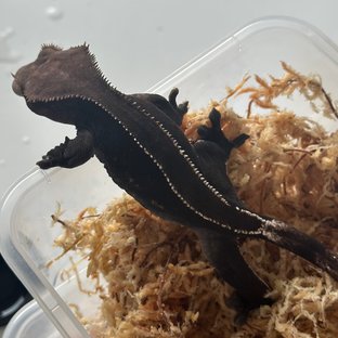 마키
