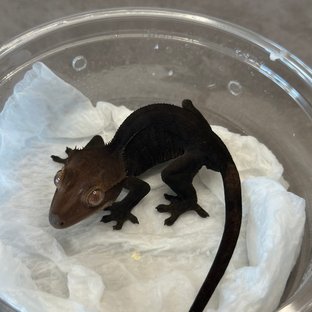 챠콜 팬텀 카푸치노