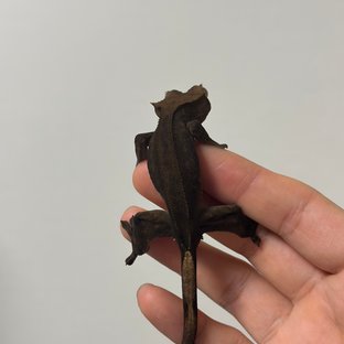 챠콜 팬텀 카푸치노 풀핀