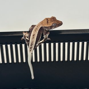 밀로