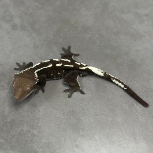 아잔틱