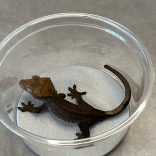 챠콜 팬텀 카푸치노