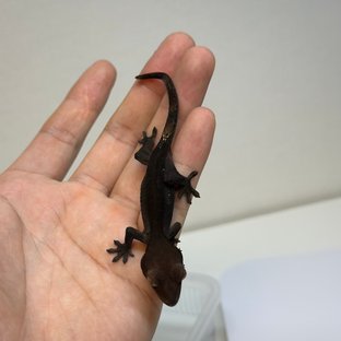 챠콜 팬텀 카푸치노