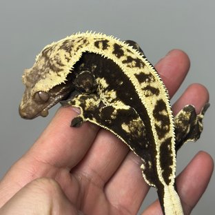 컬리넌