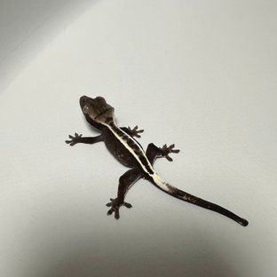 아잔틱