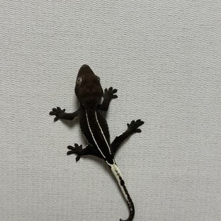 아잔틱