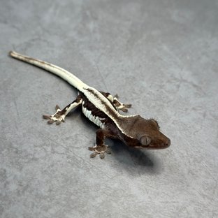 릴잔틱 슈퍼스트라이프