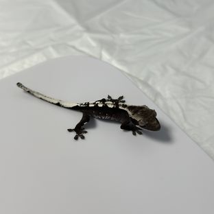 아잔틱