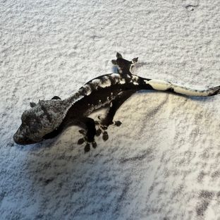 아잔틱