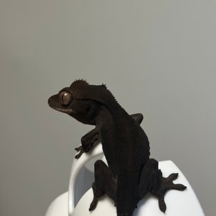 챠콜 팬텀 카푸치노