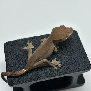 챠콜 팬텀 카푸치노