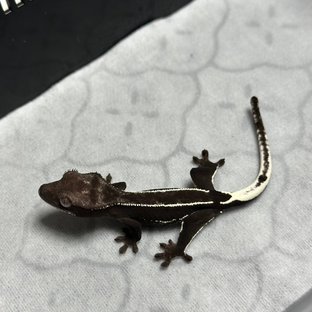 아잔틱