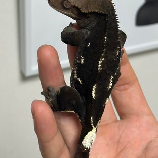 레이븐
