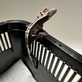 아잔틱