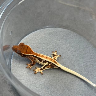 릴리100%헷아잔틱