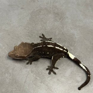 아잔틱